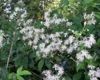 clematis virginiana 8-10b.jpg